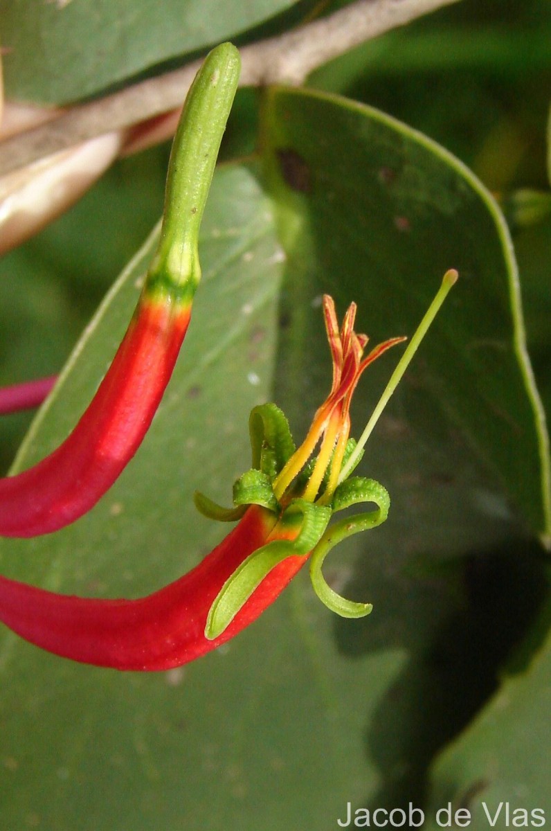 Dendrophthoe falcata (L.f.) Ettingsh.